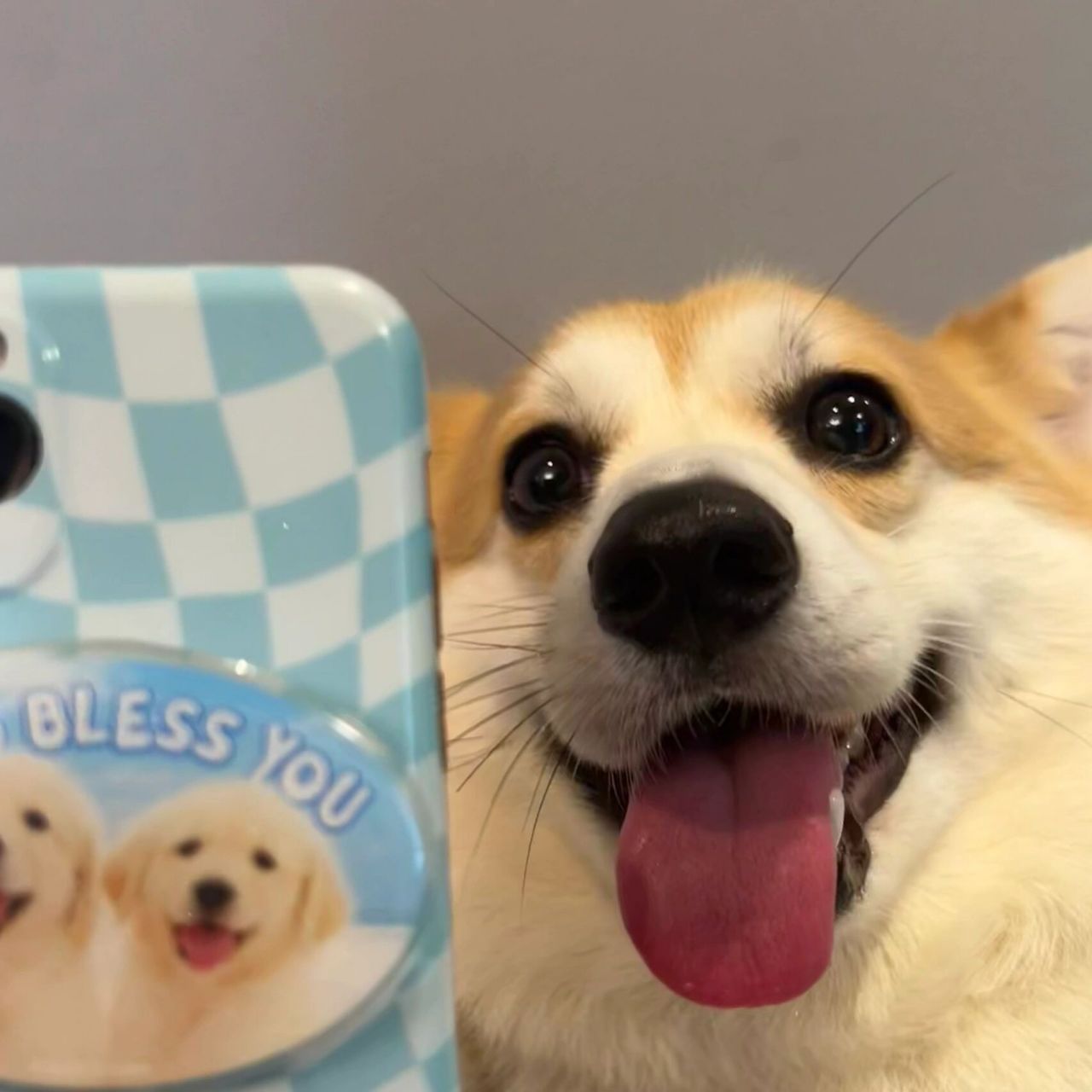 今日份小柯基自拍|头像 拍困了