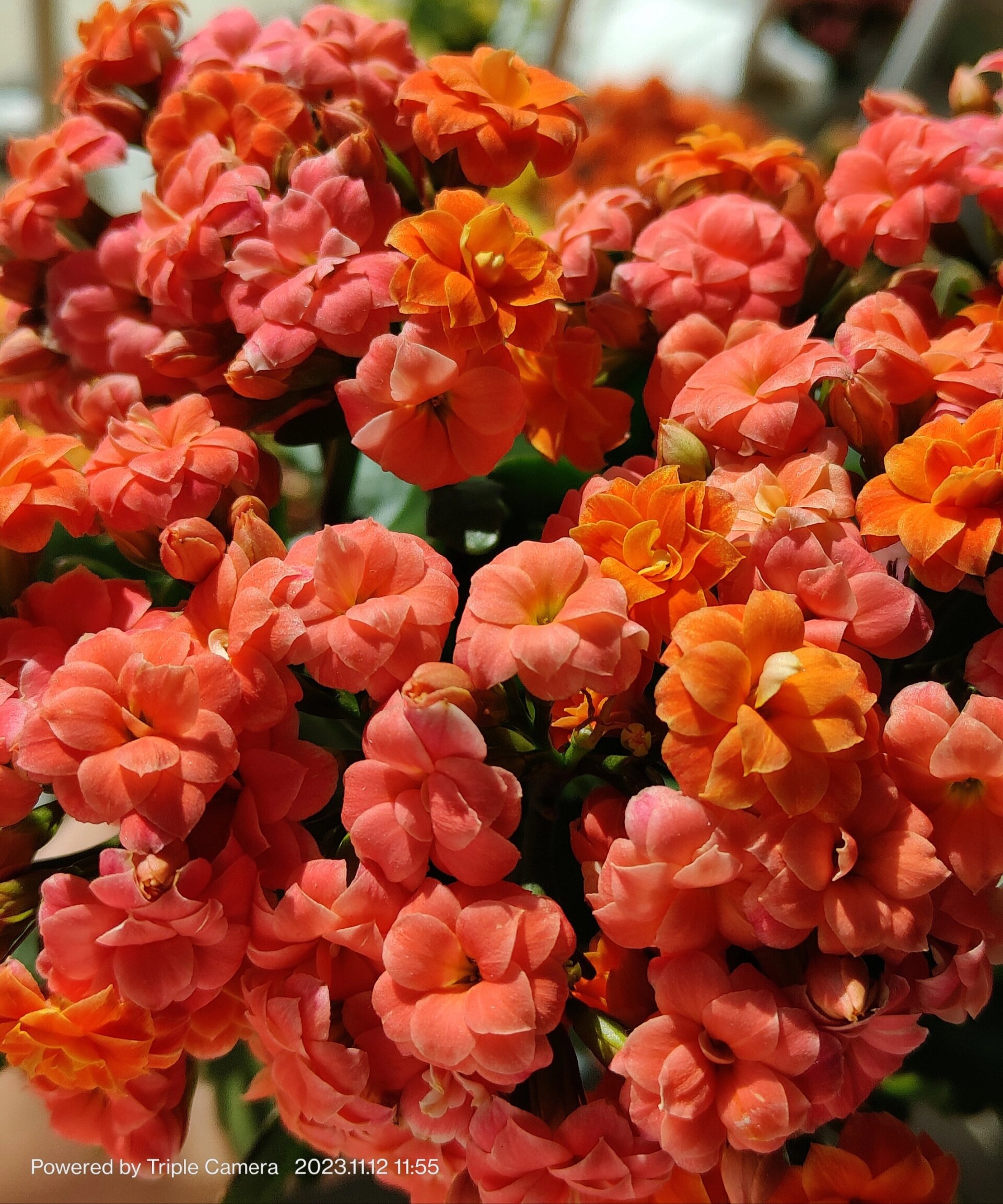 长寿花-玉台金盏