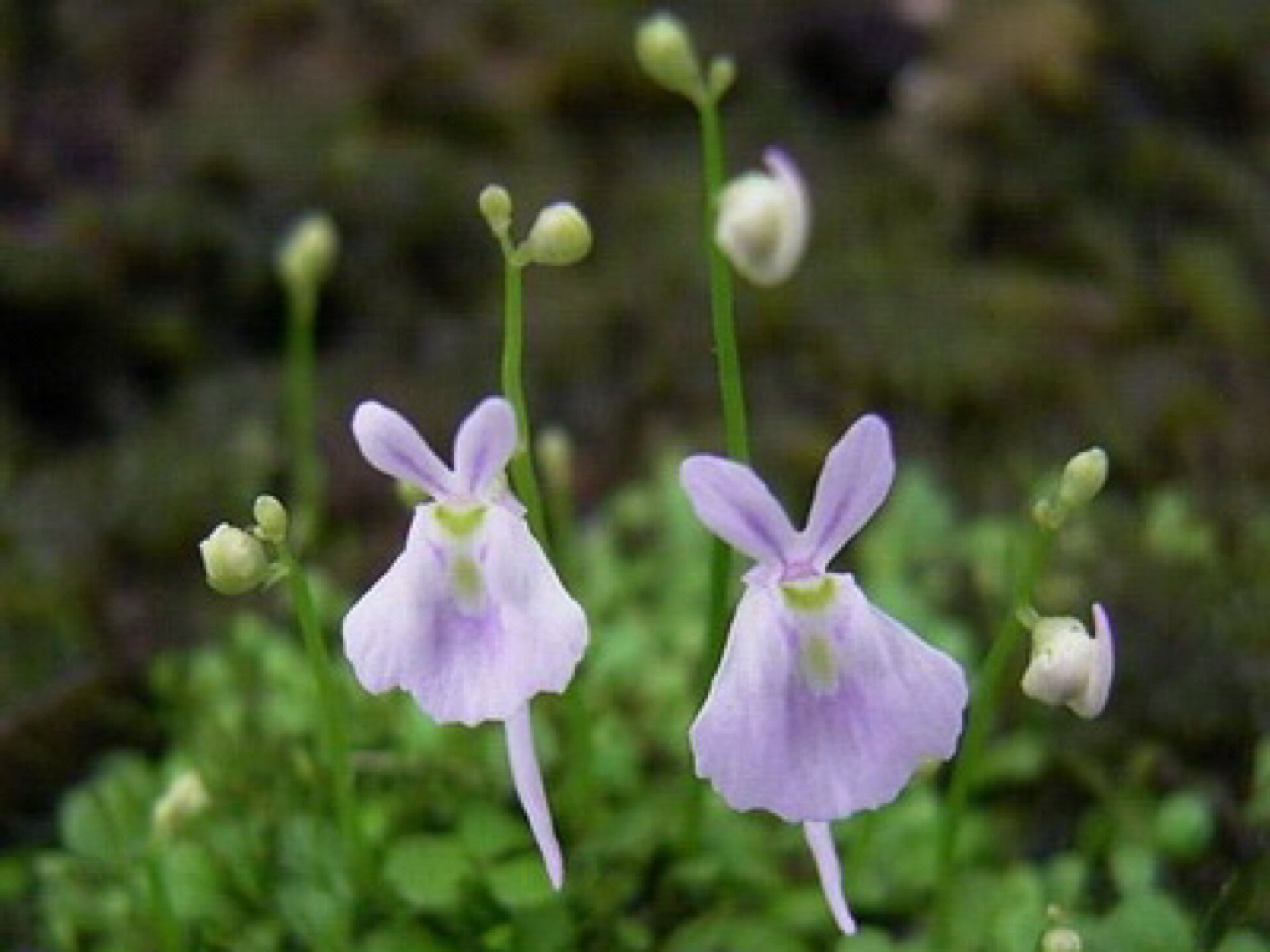 每日一花|蔓柳穿鱼