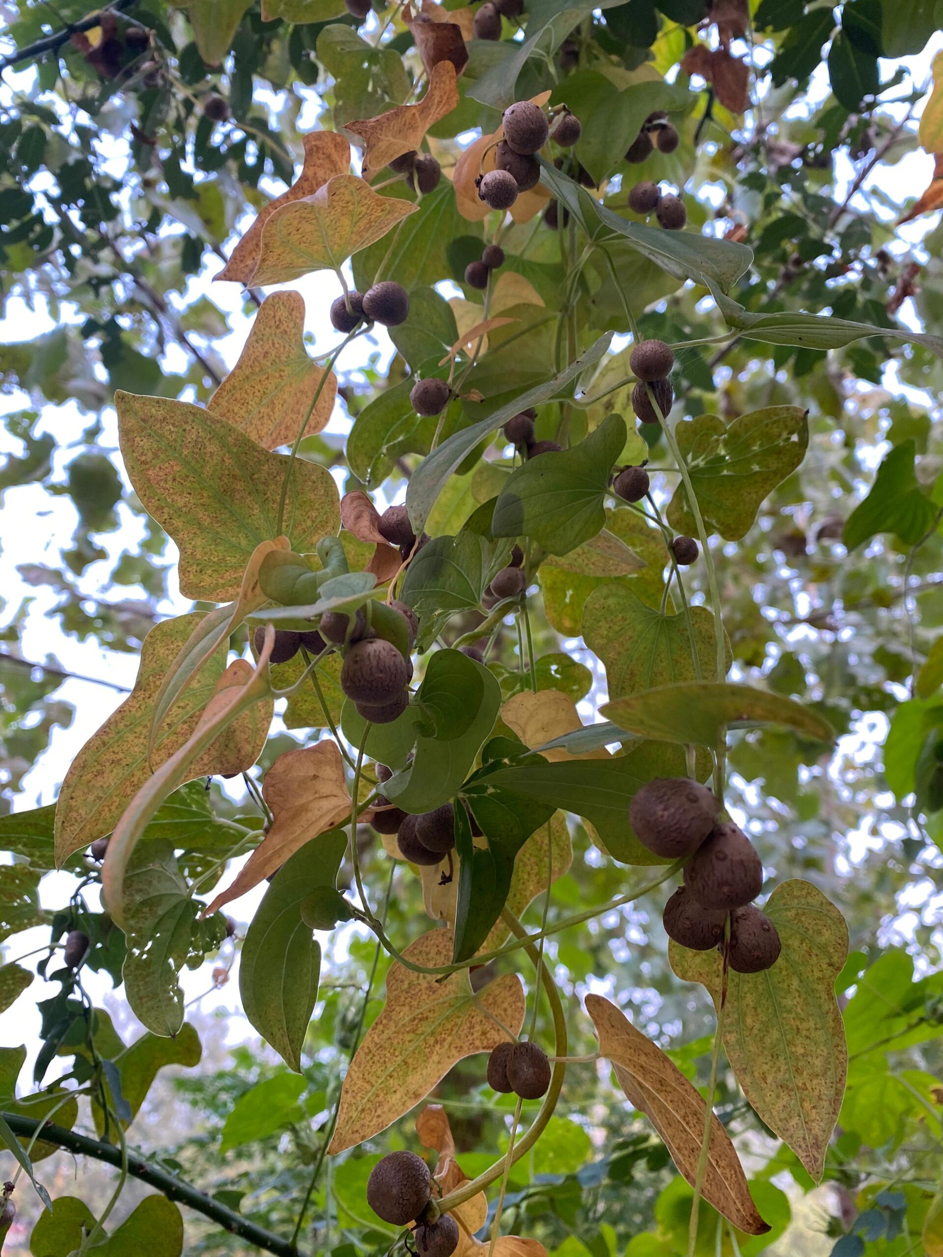 山药豆原来不是长在土里的?