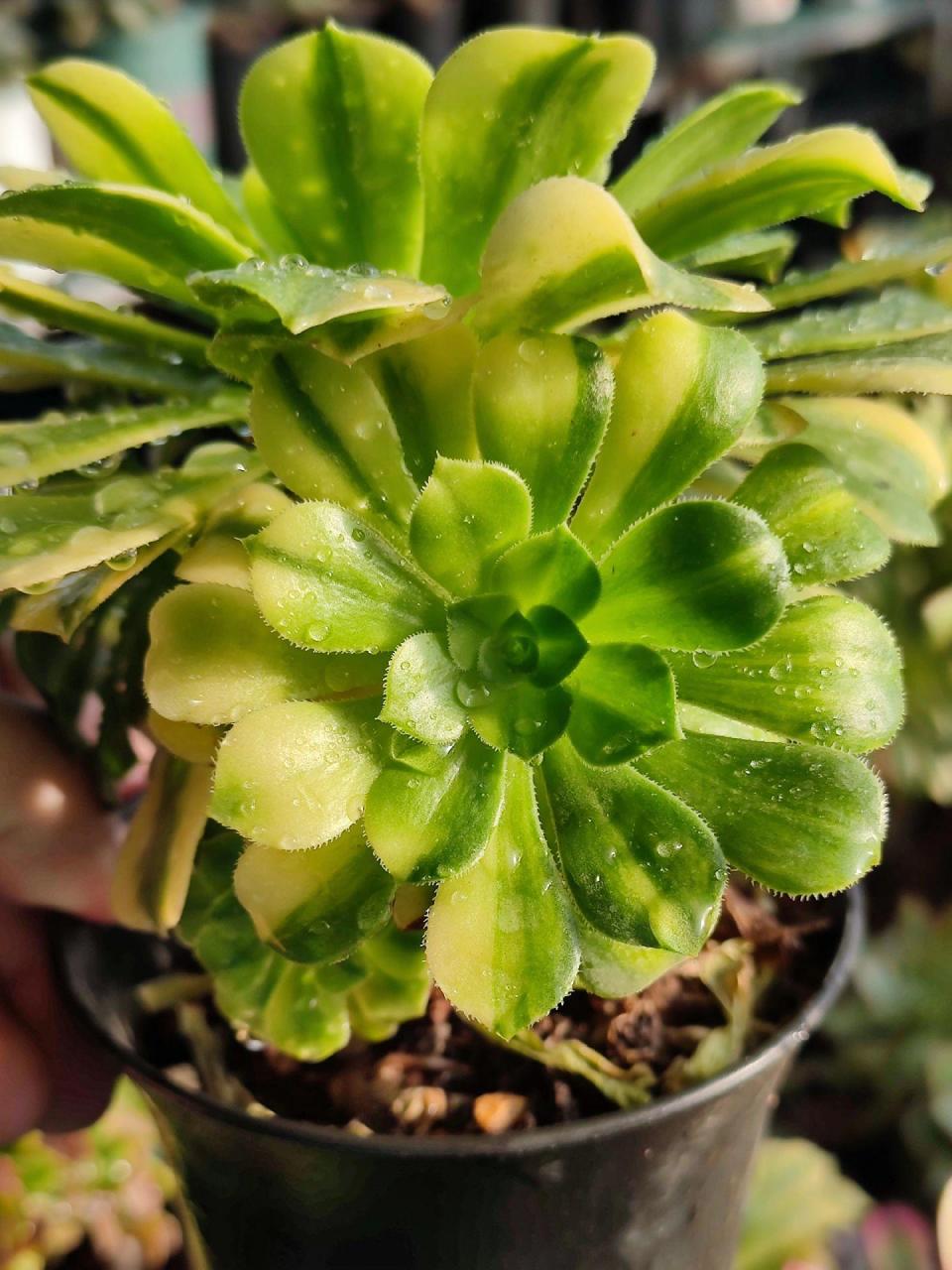 金丝翡翠.绿羊绒贡献了很多锦,现有四种,艳凝,金丝翡翠,迈巴赫,中斑.