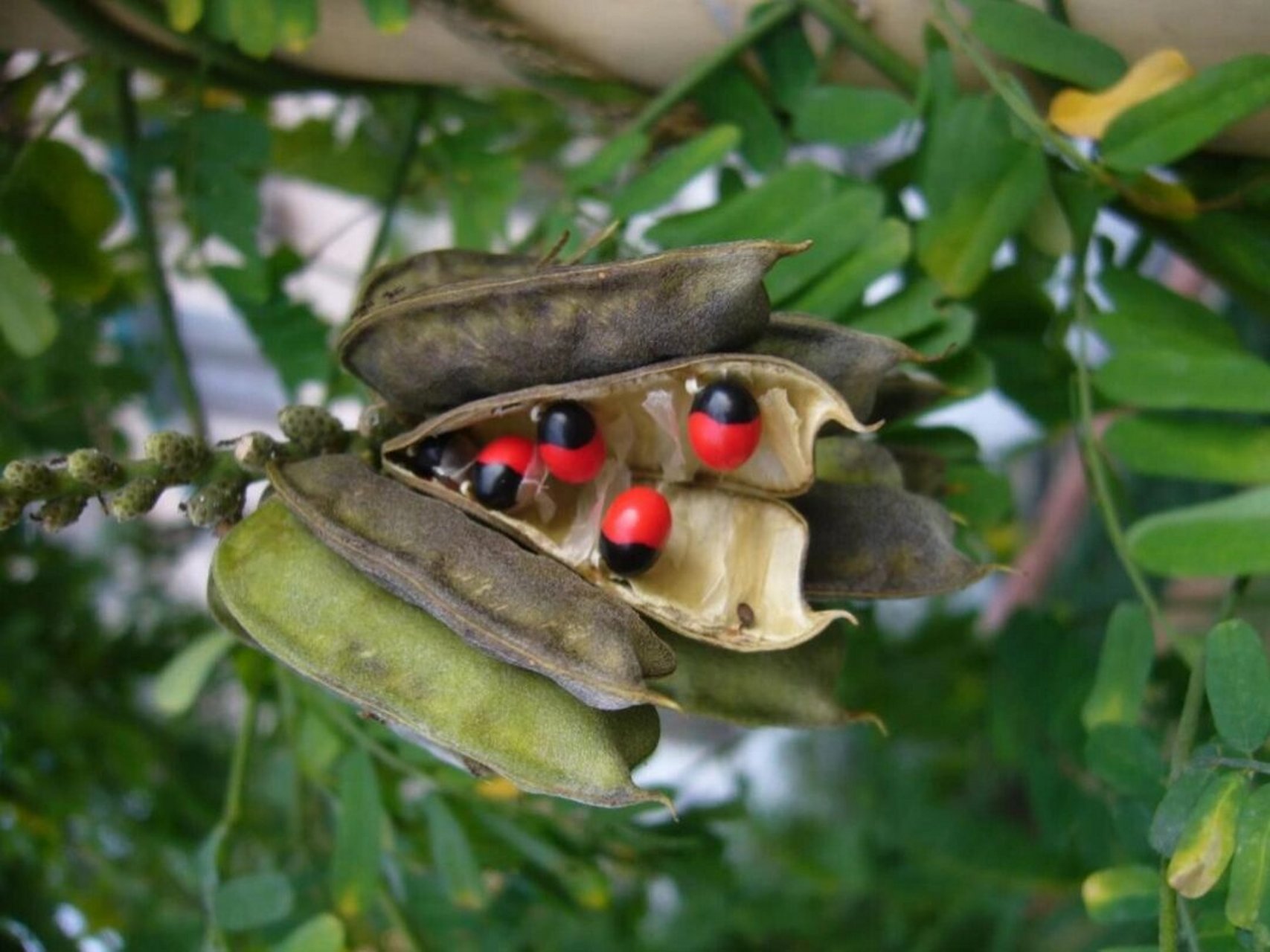 每日一花|鸡母珠 鸡母珠:别称相思子,红珠木,鸡母子等.