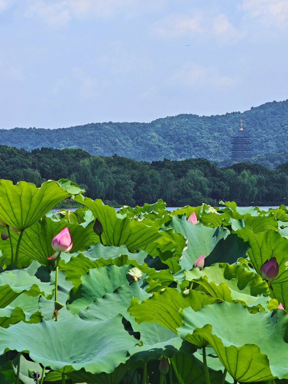 曲院风荷杨公堤完美路线 上次走了外西湖,这次选择98里西湖,规划了
