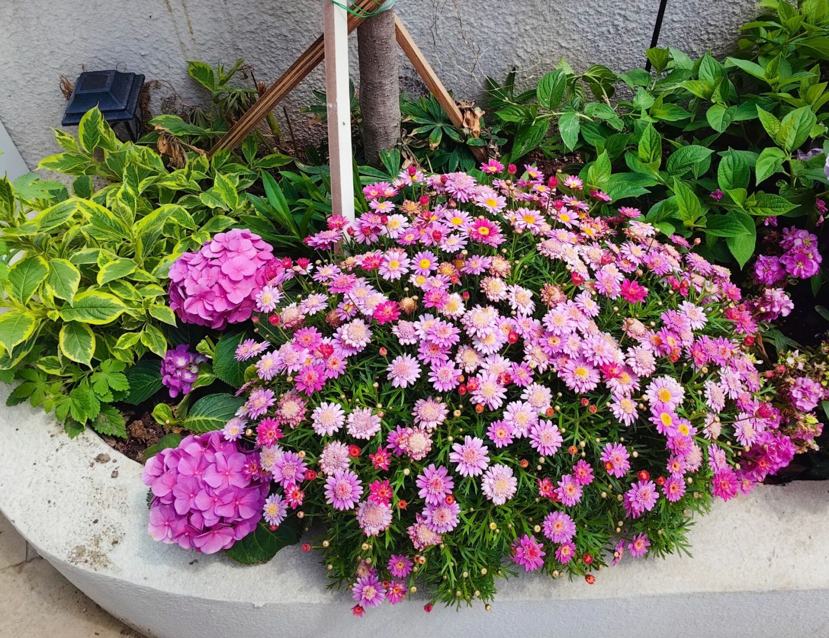 地栽的玛格丽特是要疯了吗,快要把花池占满了