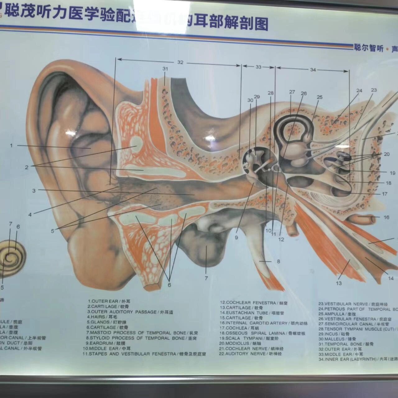 耳朵的主要结构可以分为三大部分:外耳,中耳和内耳.