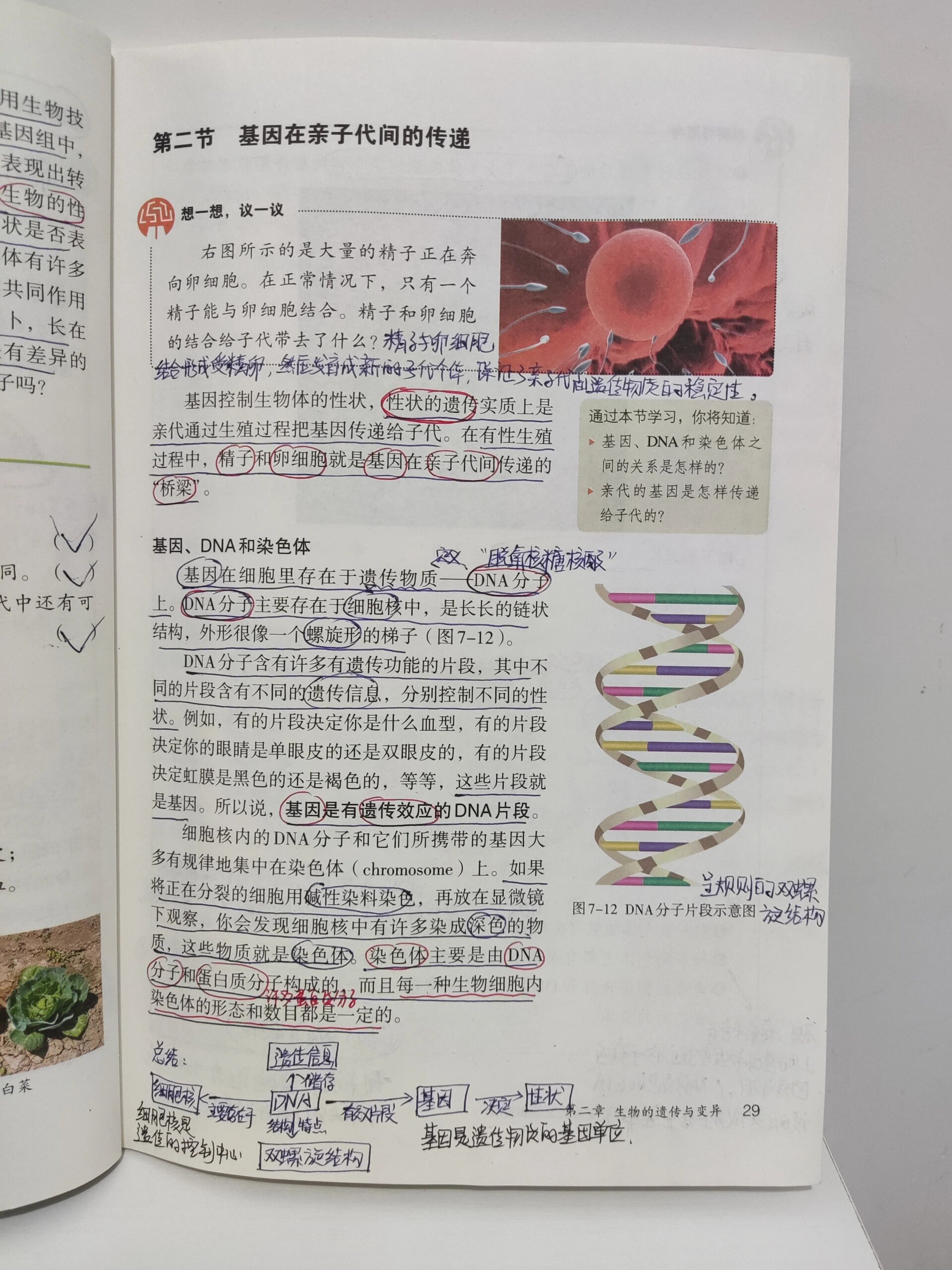八下生物基因讲解
  第2张