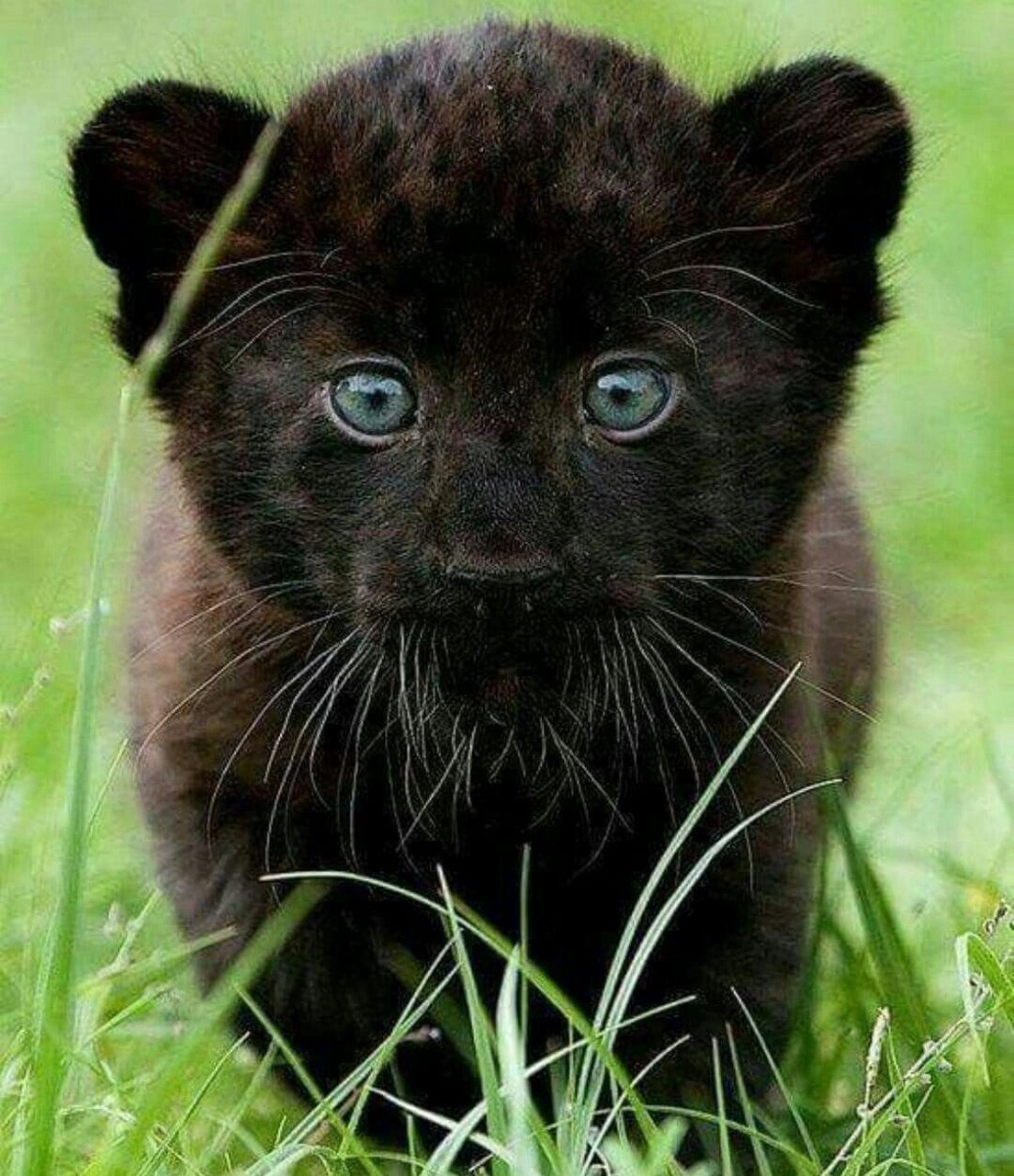 黑豹##动物#黑豹幼崽