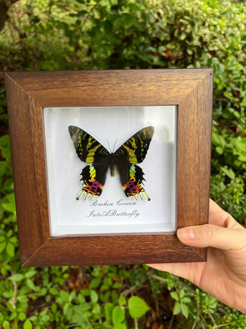 艺术展蝴蝶标本 太阳蛾属于蛾类最漂亮之一,颜色也是非常的丰富多彩