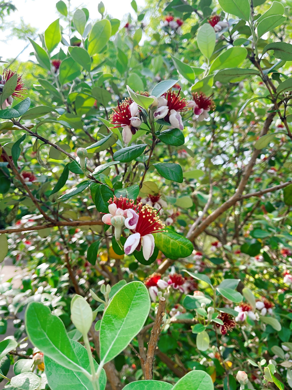 菲油果06 菲油果/斐济果(feijoa sellowiana berg)属桃金娘科菲油果