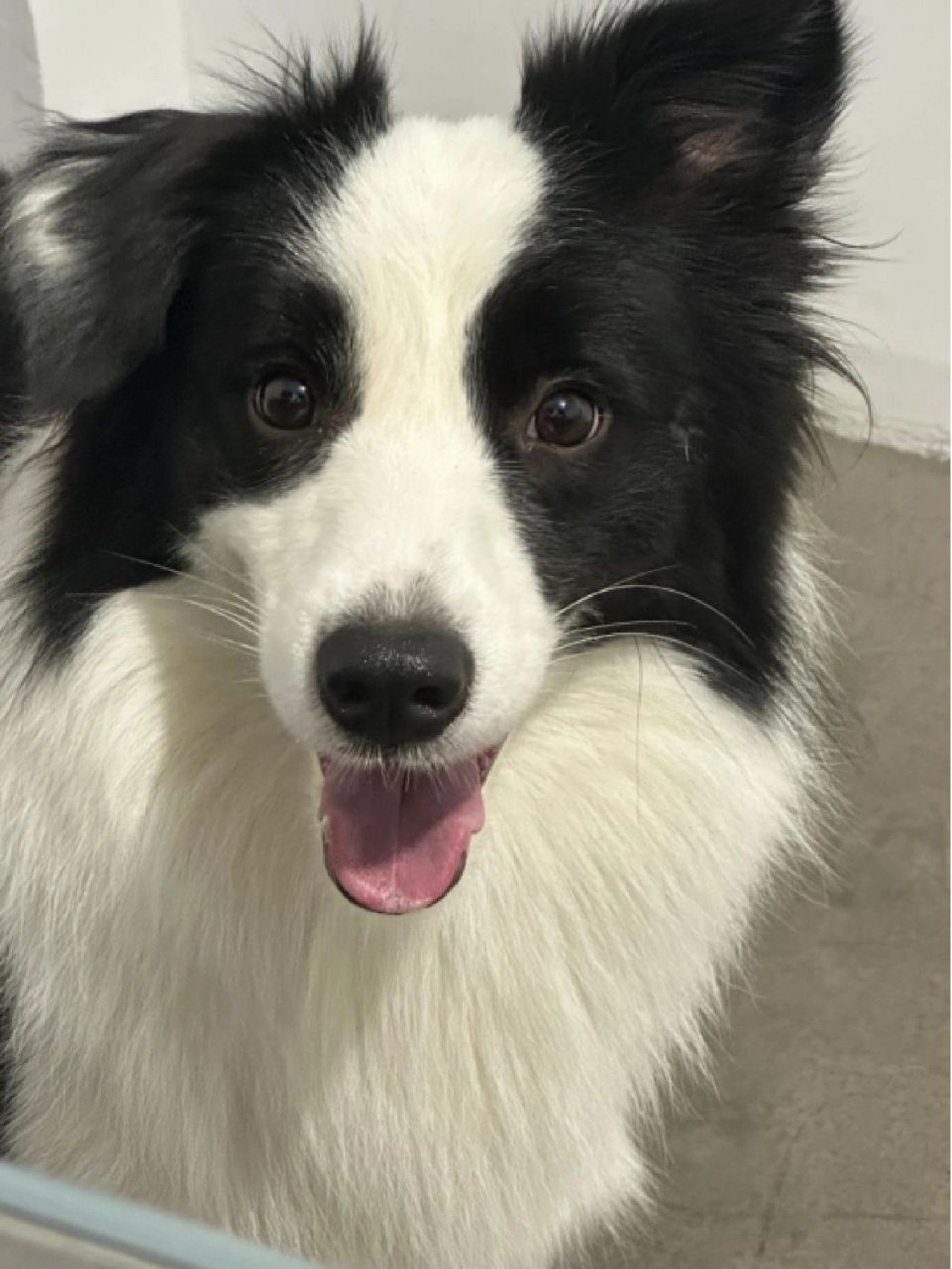 养边牧的8大禁忌!劝你不要犯! 166.