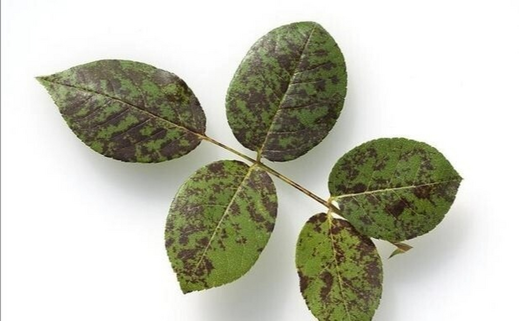 危害病状:初期下部叶片背面出现退绿病斑,且病斑不规则,并布满霜状 