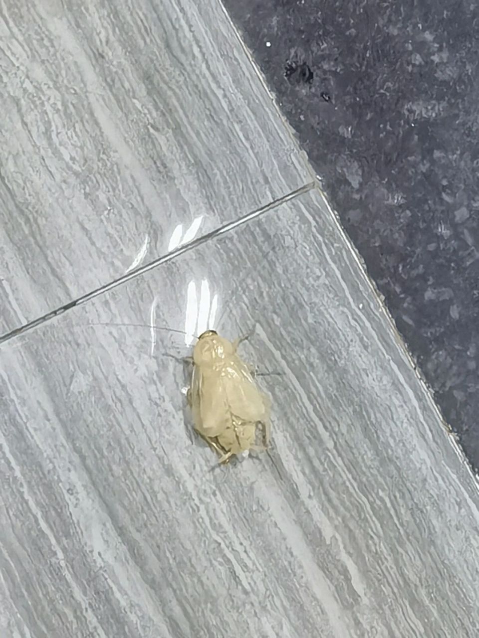 史上最恶心的白色蟑螂 第一次见白色的小强,大家有见过吗?