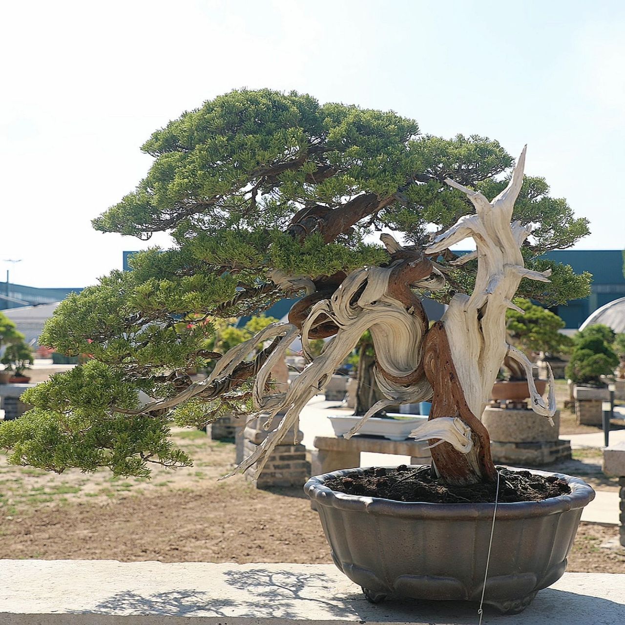 柏树盆景之美,霸气侧漏! 侧柏观赏价值高.