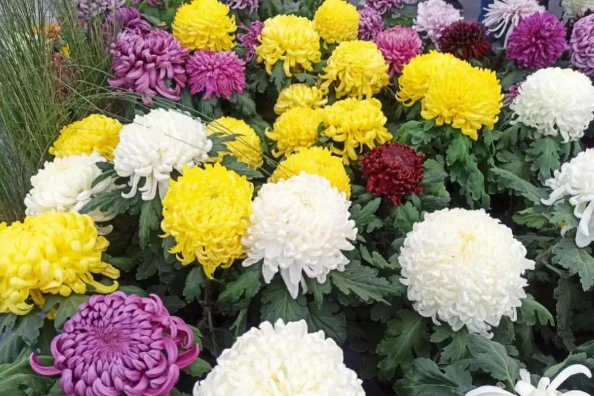 菊花爆满山 菊酒飘香话清秋 秋日生活打卡记