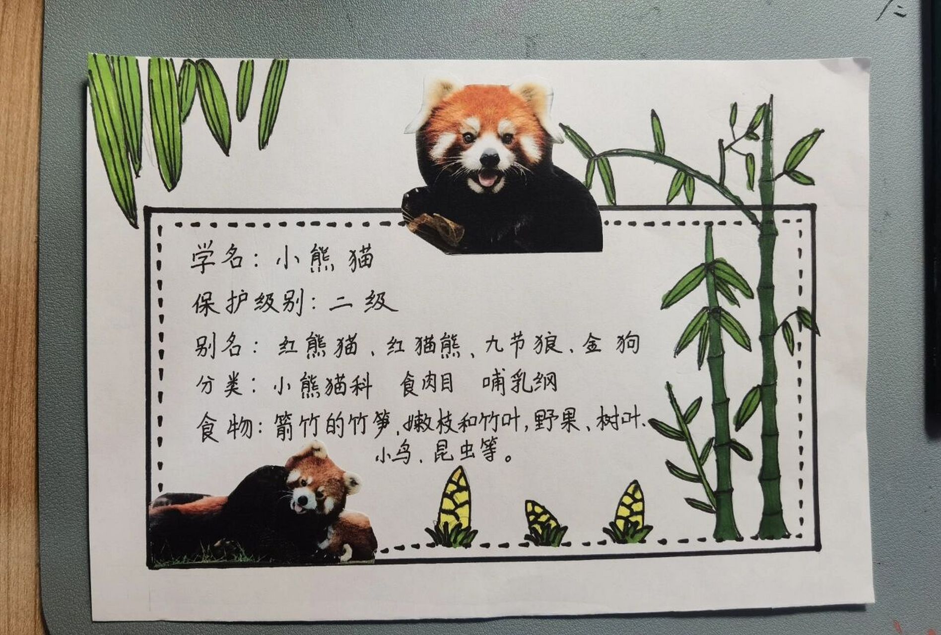 大熊猫资料卡片图片