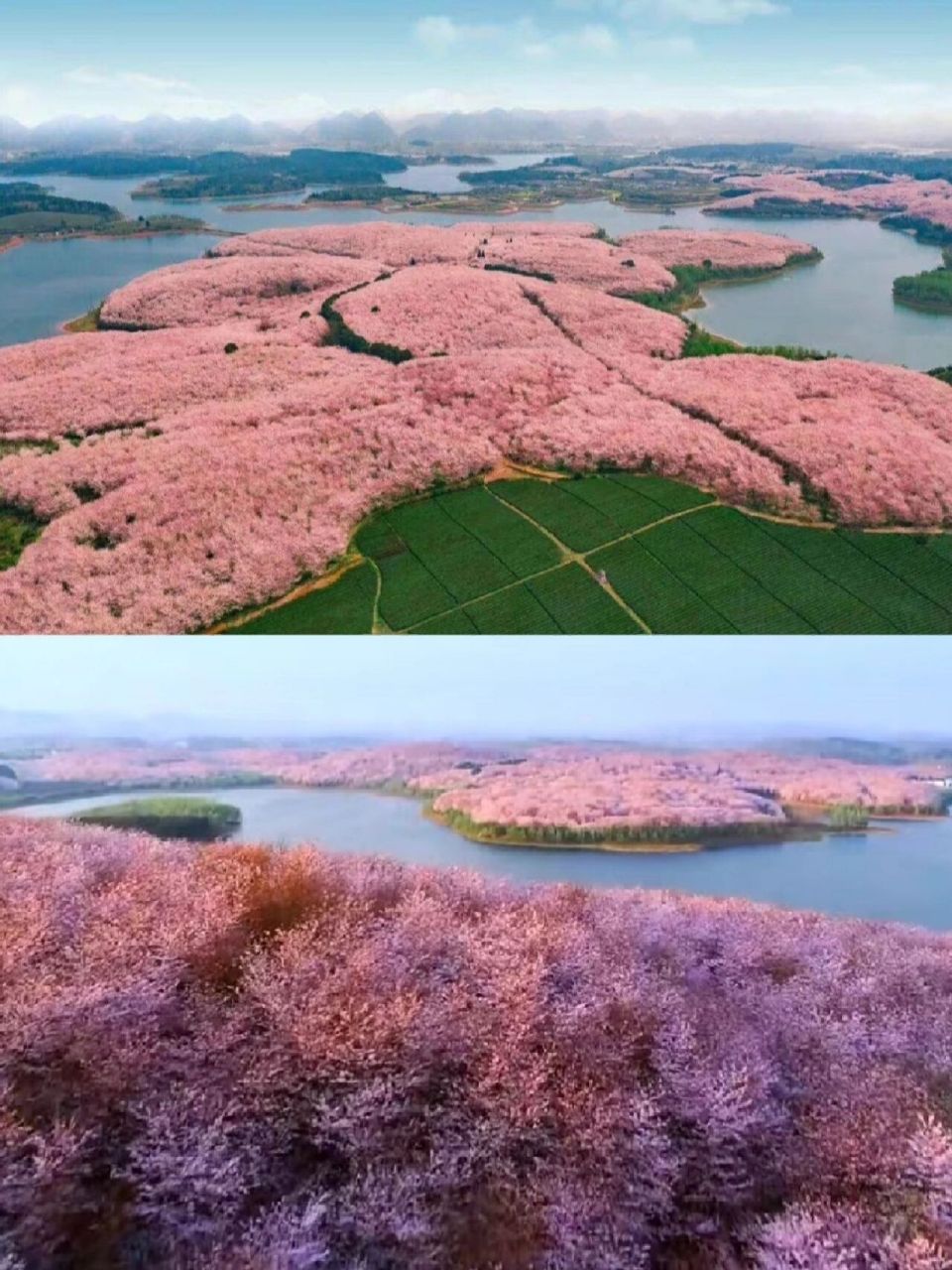 平坝樱花真实照片图片