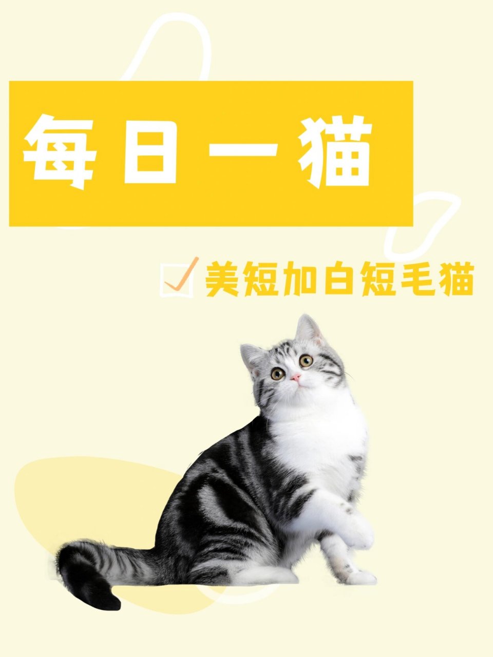 每日一猫|美短起司猫 美短起司猫 97起源:美国短毛猫是原产于美国的