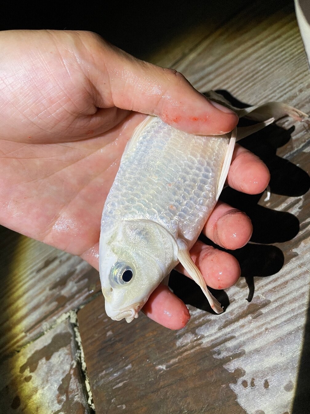 钓到一条纯白色的小锦鲤0505