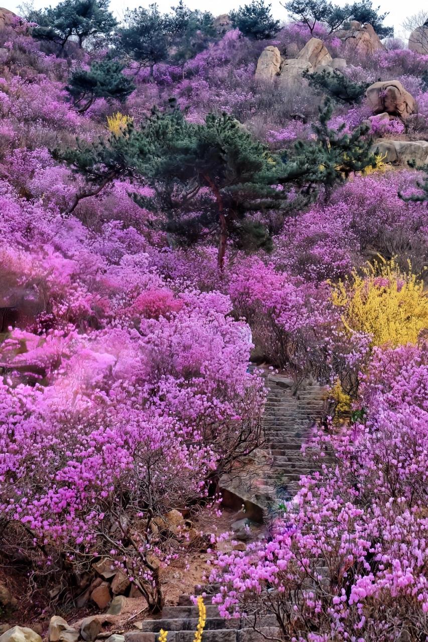 的蛋王拍摄地-青岛大珠山风景 【2024年第十九届青岛大珠山杜鹃花会】