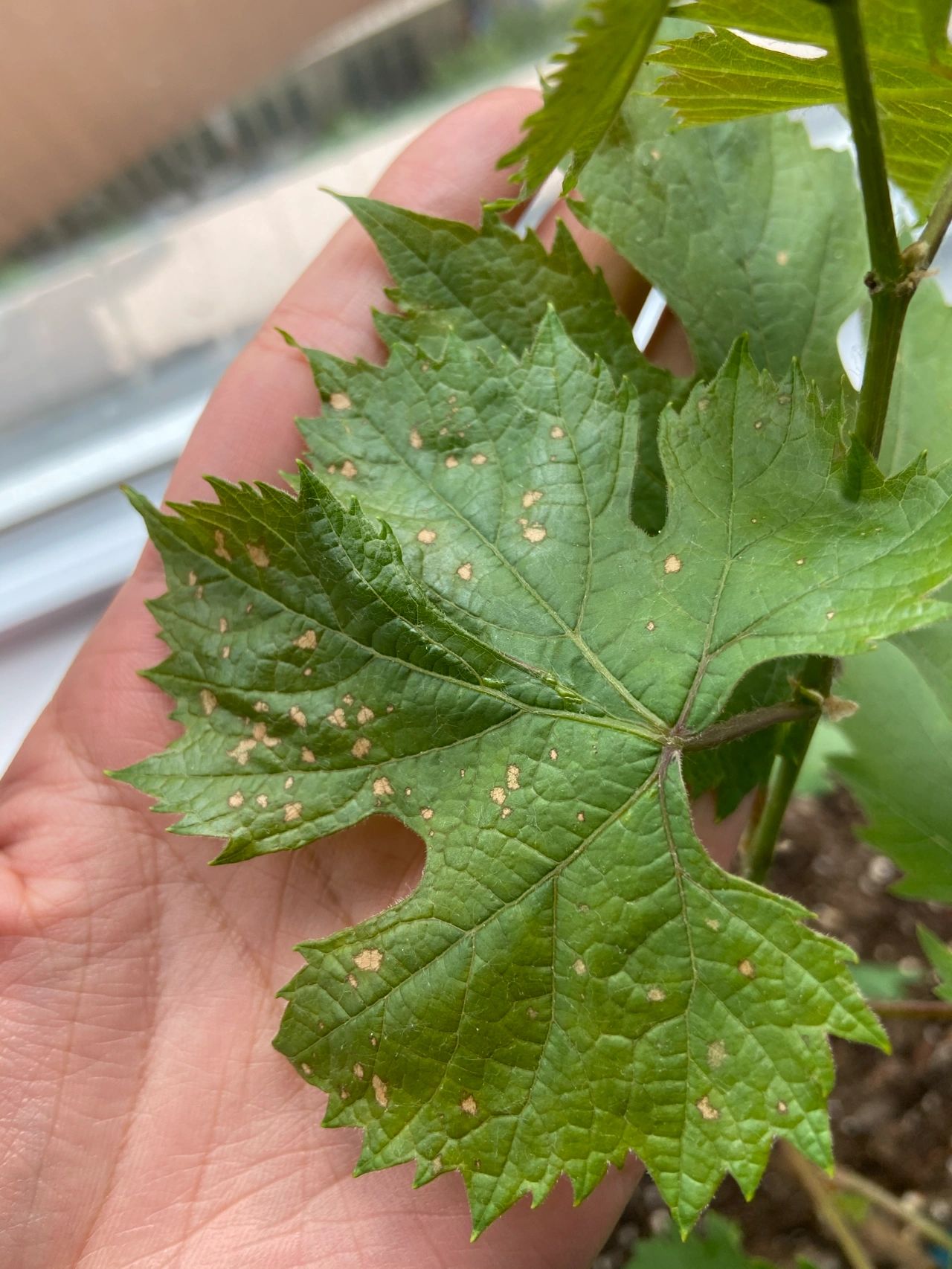 葡萄叶片出现斑点