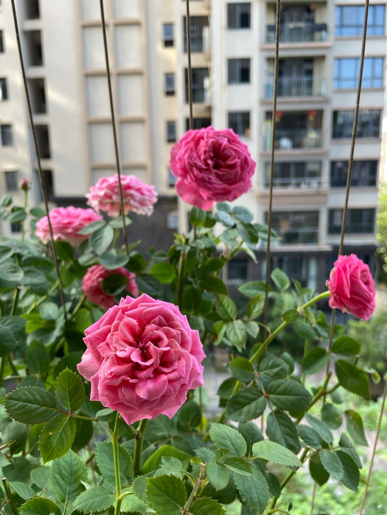 月季巨蟹座77 太美了