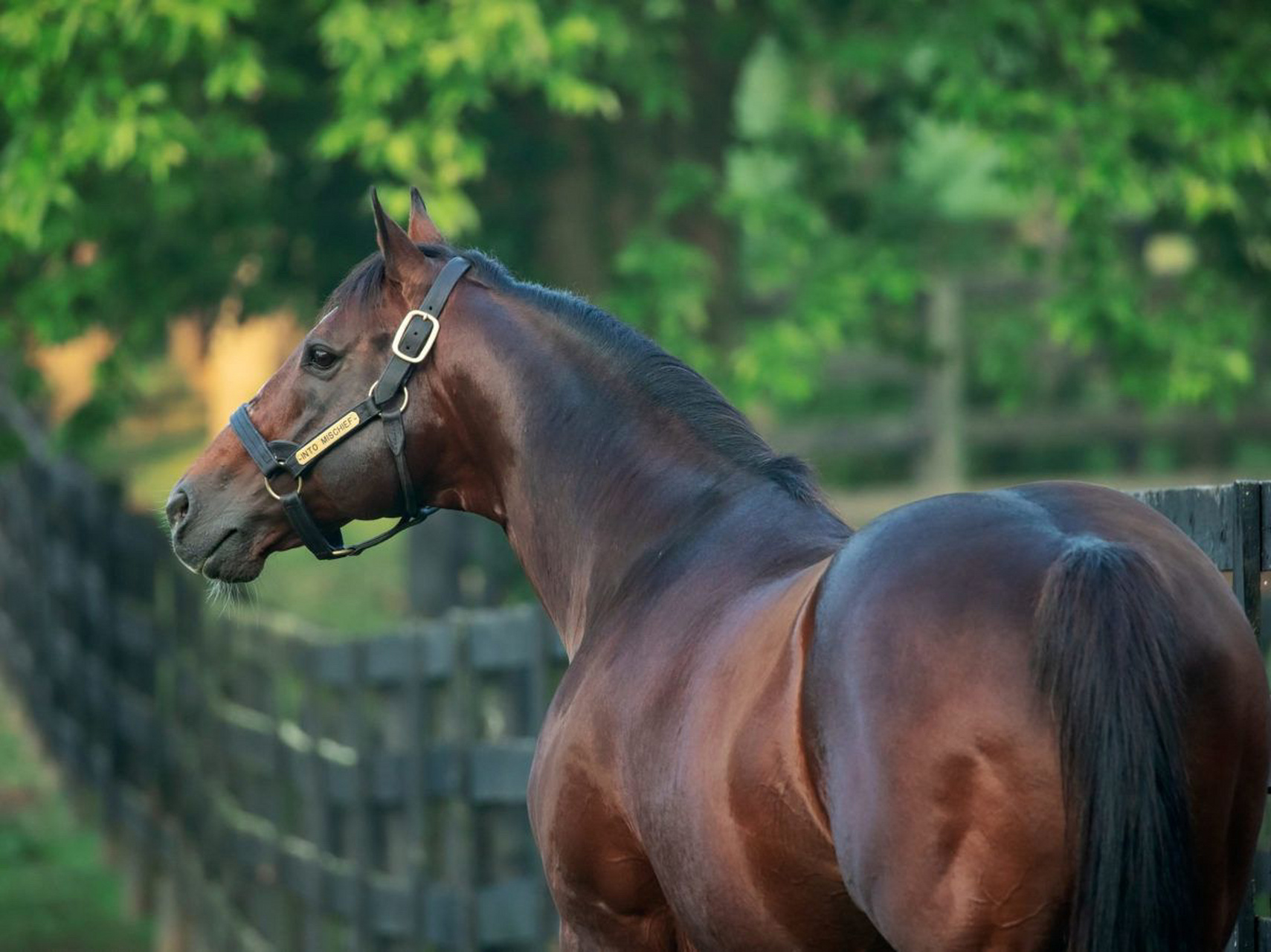 纯血马(英文:thoroughbreds)特指马的一个品种 其祖先可以追溯到三匹