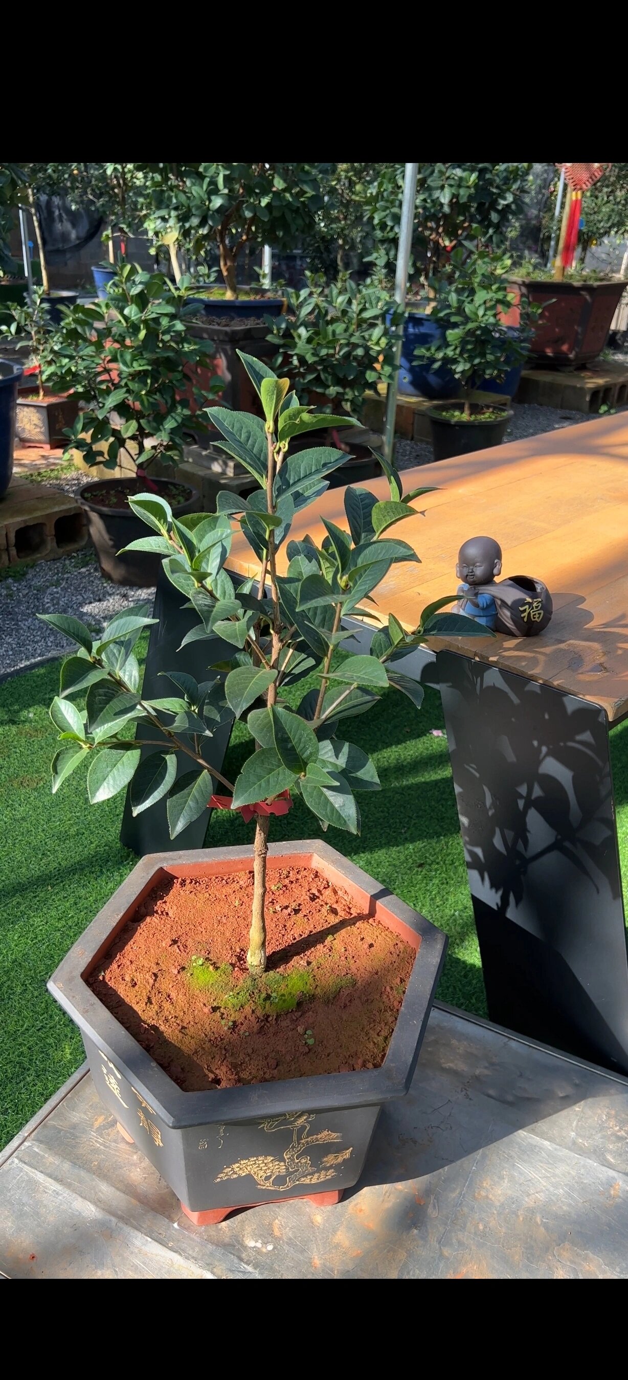 云南茶花朱砂紫袍 云南茶花代表第一品--朱砂紫袍,同标准的天花板