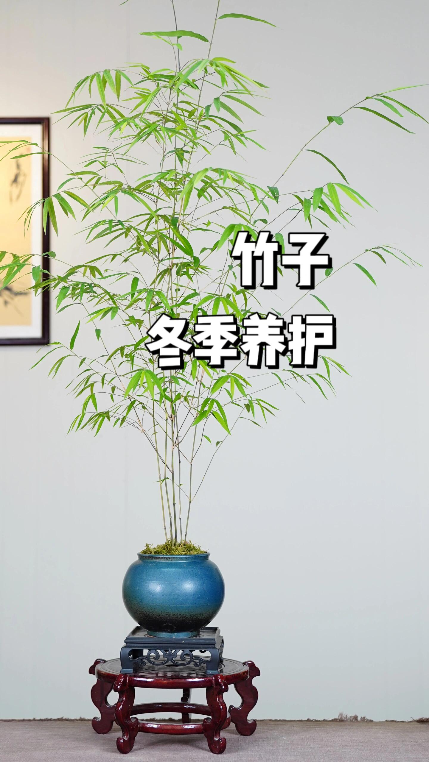 竹子冬季养护指南