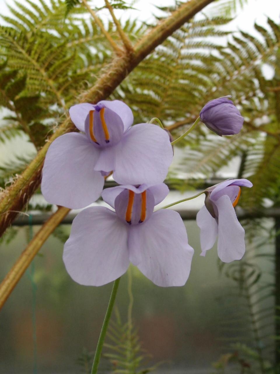 08 中文名:大肾叶狸藻,肾形狸藻 拉丁学名:utricularia reniformis
