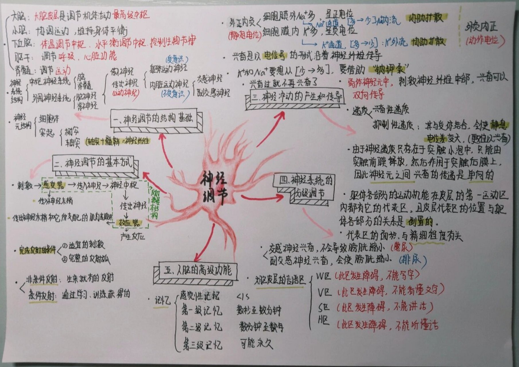 生物神经调节思维导图图片