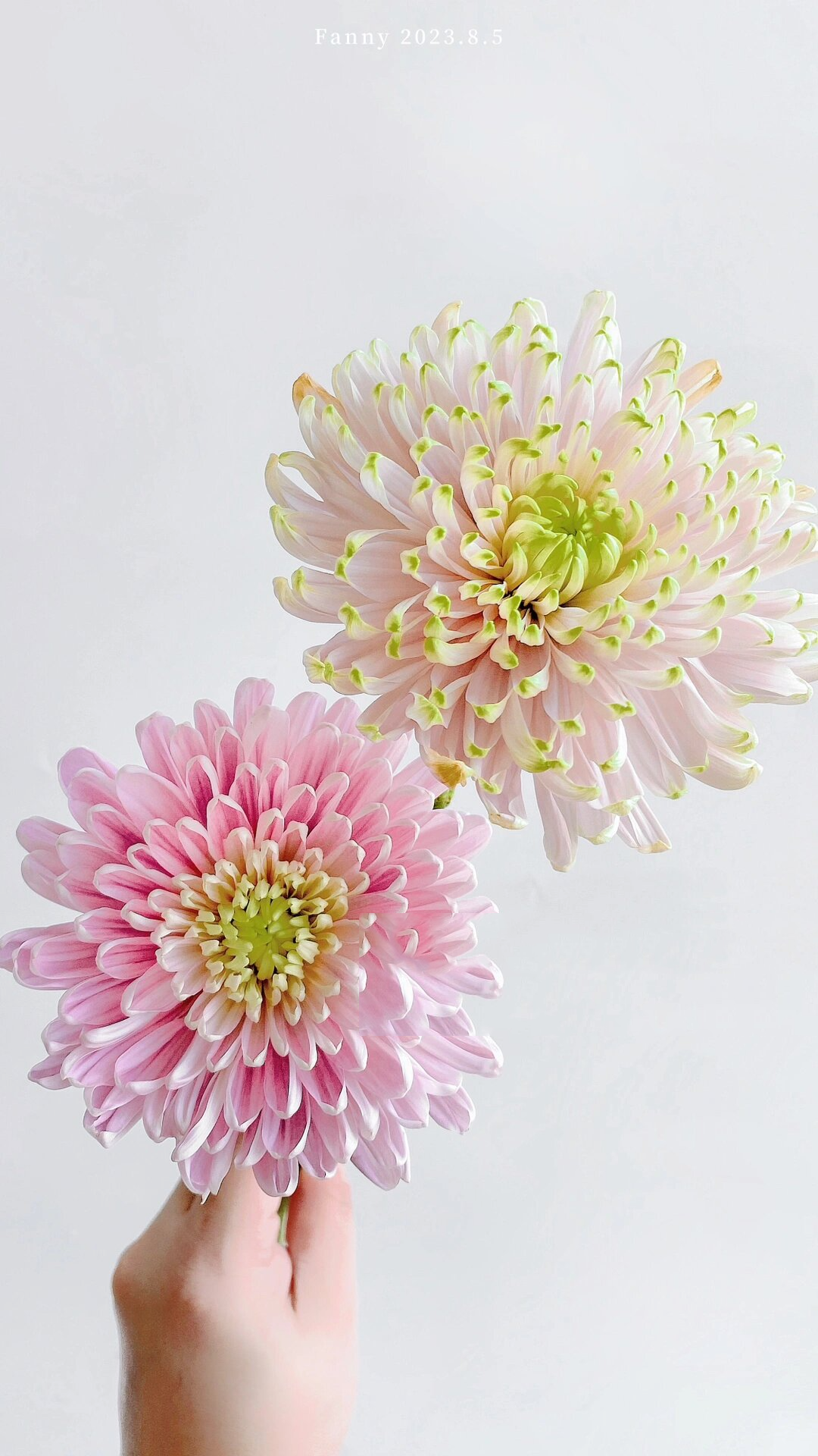 安娜菊 粉绿 大头小菊 安娜菊最常见的粉色和粉绿 花期两周打底