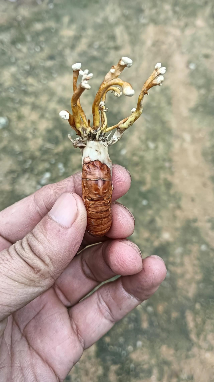 有人说金蝉花是怎么怎么形成的,多么多么有营养,我不信,把外面包裹的