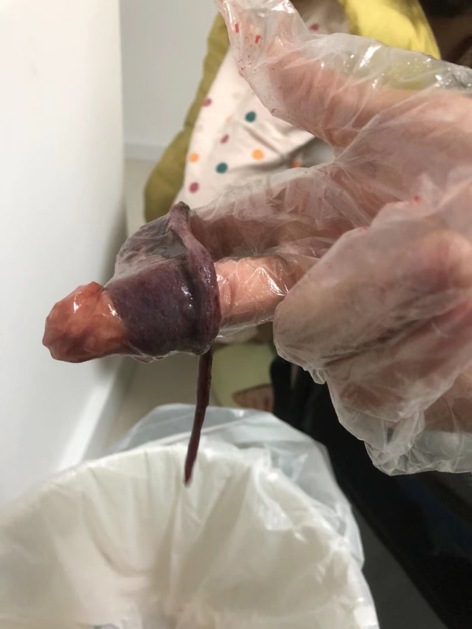 幼猫剪脐带其实很简单 胎盘跟幼猫基本上是按顺序出来的,生出一个幼猫