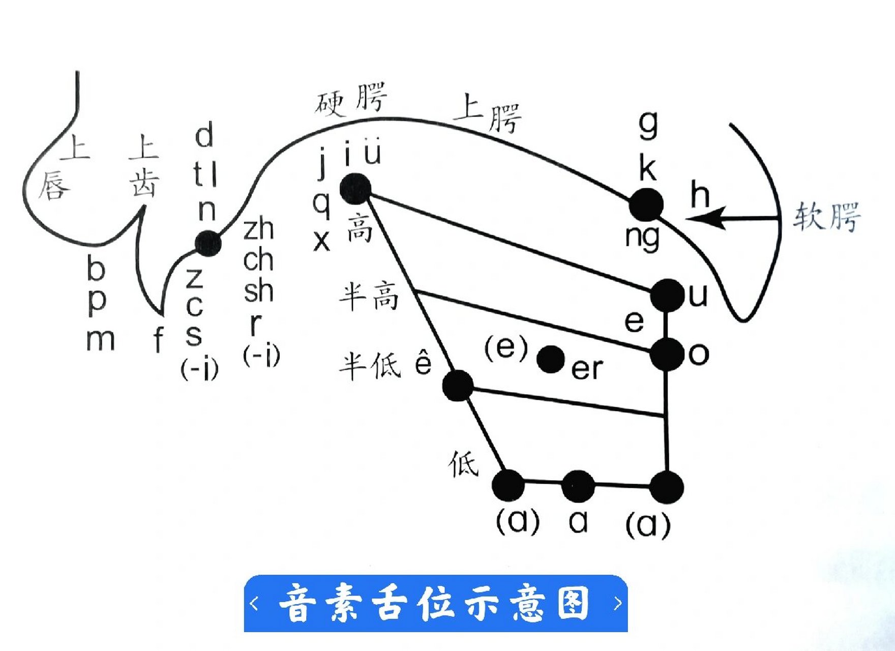 正确的发声位置图解图片