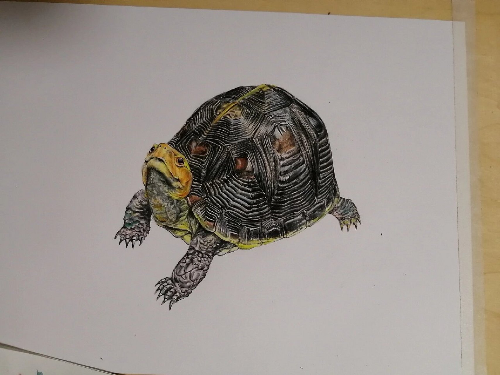 彩铅手绘 黄缘闭壳龟