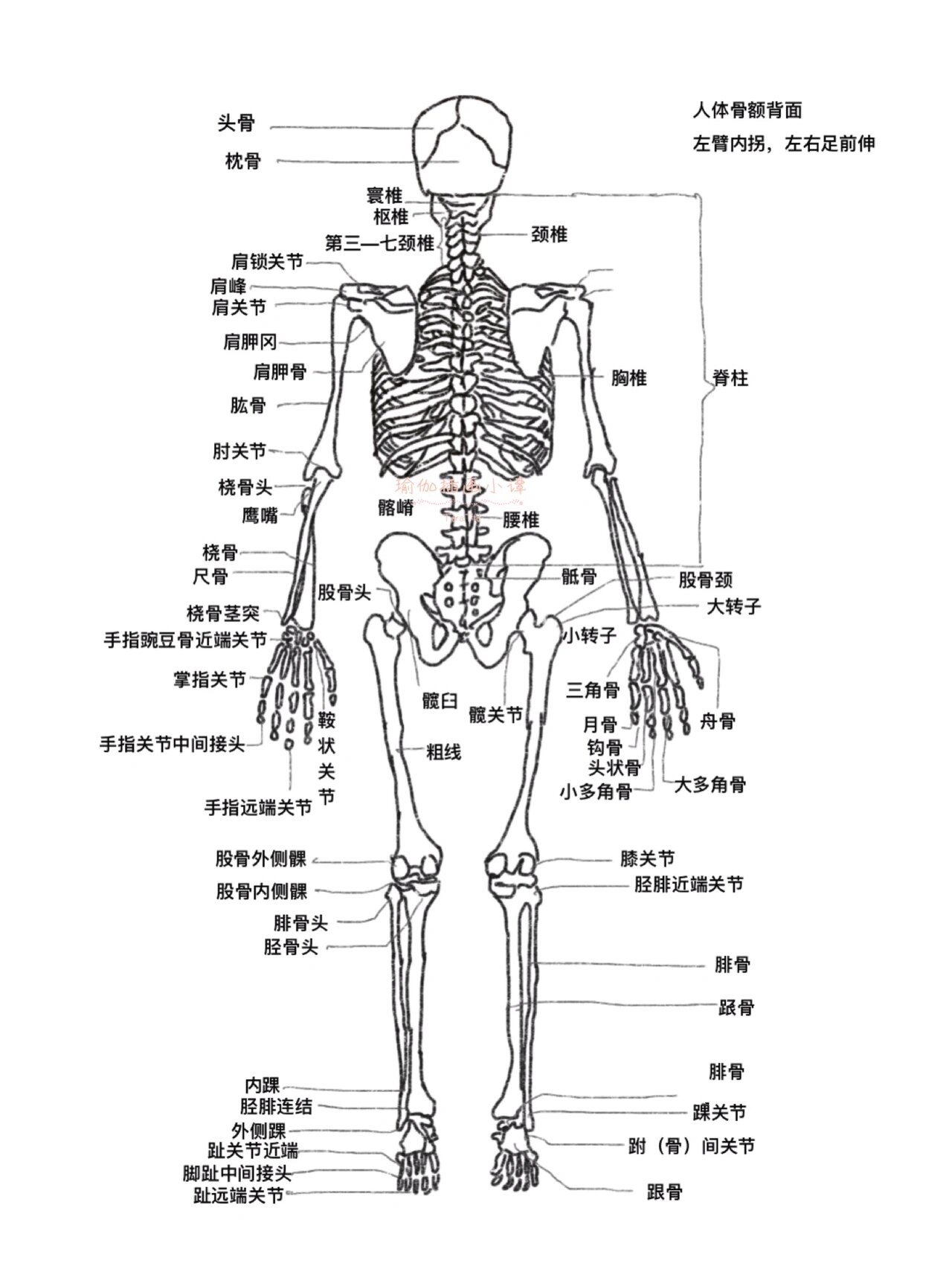 假医学生笔记99697115解剖人体骨骼线稿