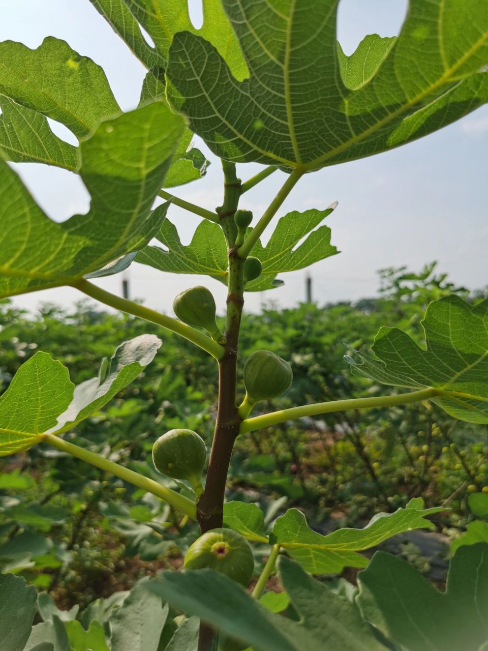 无花果图摘心图片