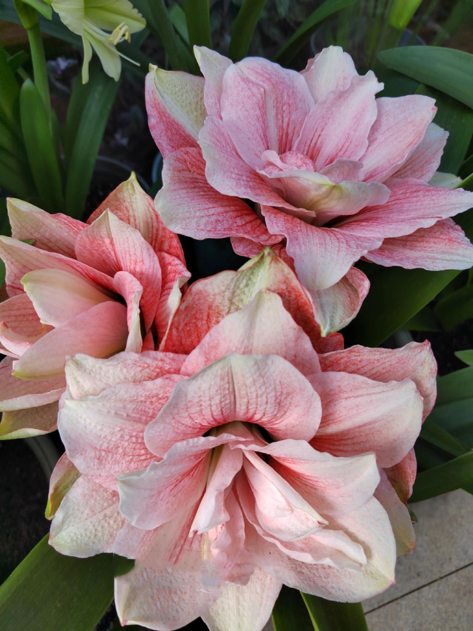 朱顶红"粉色荣耀" "粉色荣耀"的春花(前六)和秋花(后三),是我手里唯一