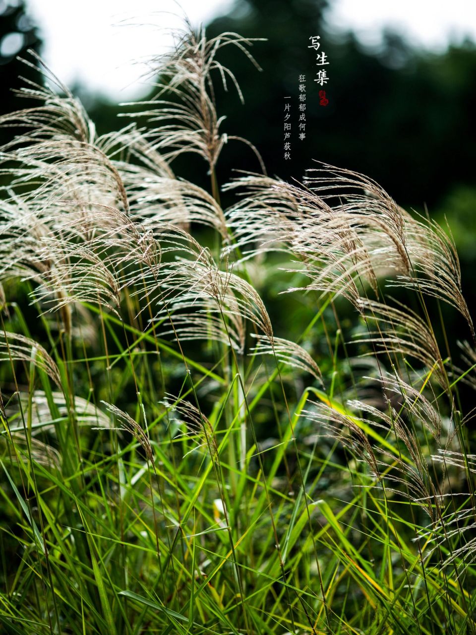 芦荻台图片