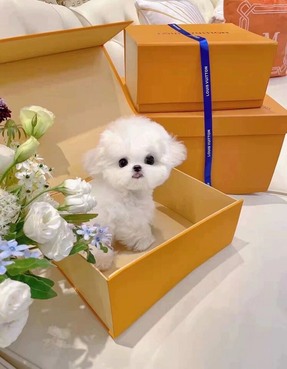 纯种比熊幼犬法国卷毛比熊犬泰迪幼犬泰迪狗茶杯犬小型迷你宠物狗
