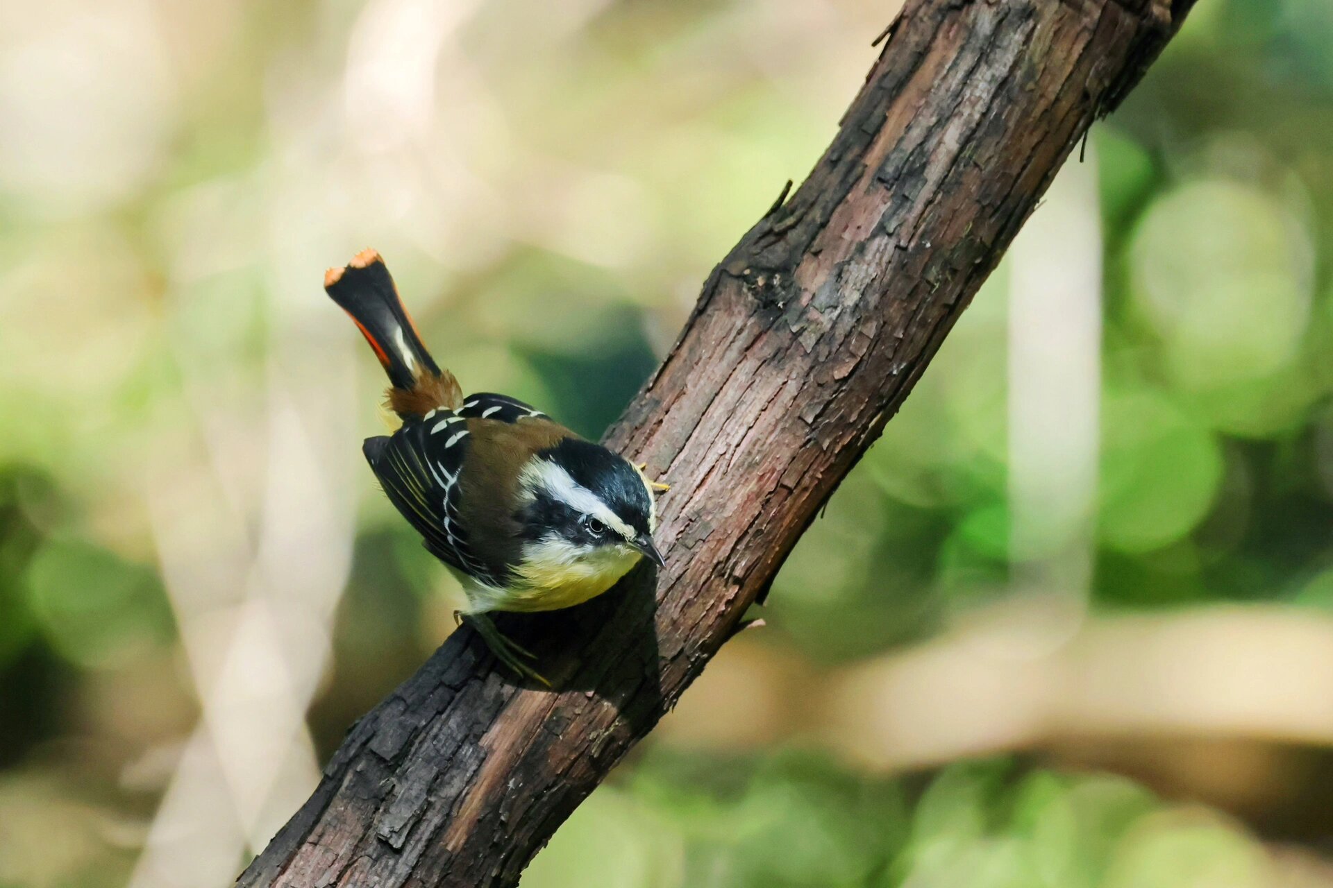 火尾希鹛 火尾,很酷的名字,而且尾巴上的红色真得很有火尾的感觉