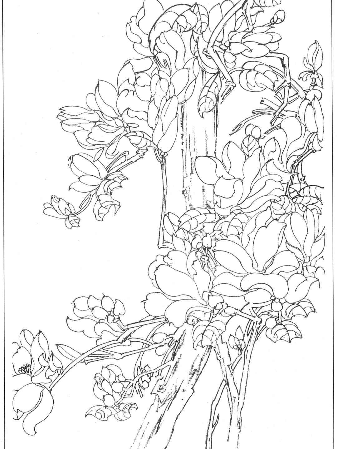 玉兰花白描线描底稿中国传统国画学习素材