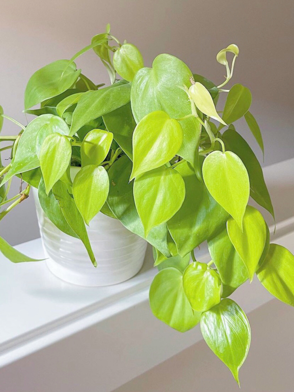 好养好看的室内植物推荐14--柠檬汁蔓绿绒 柠檬汁蔓绿绒