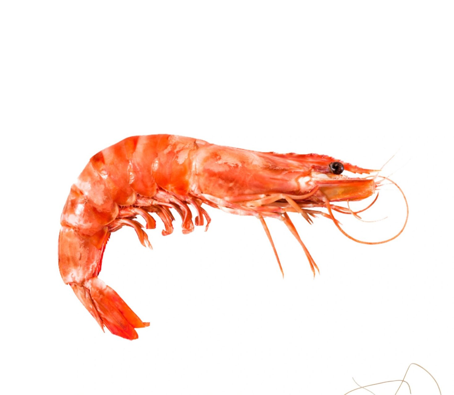 绘画素材1000更—虾组图(二)