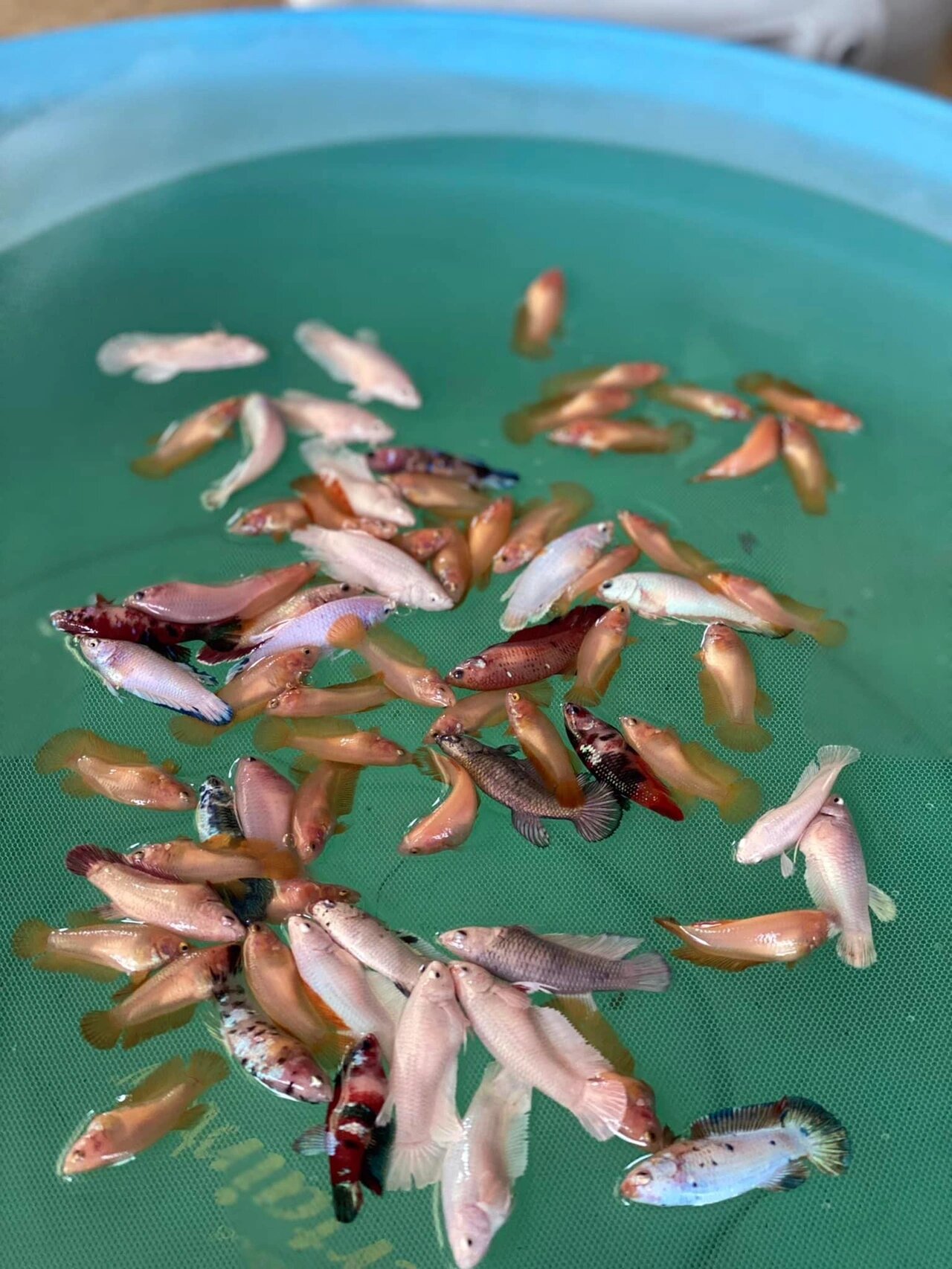 显微镜下的鱼虫