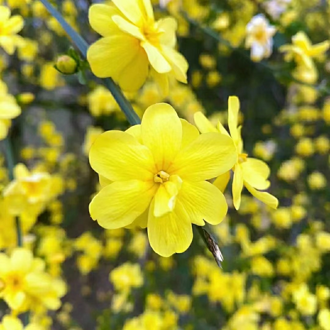 真实花图片大全图片