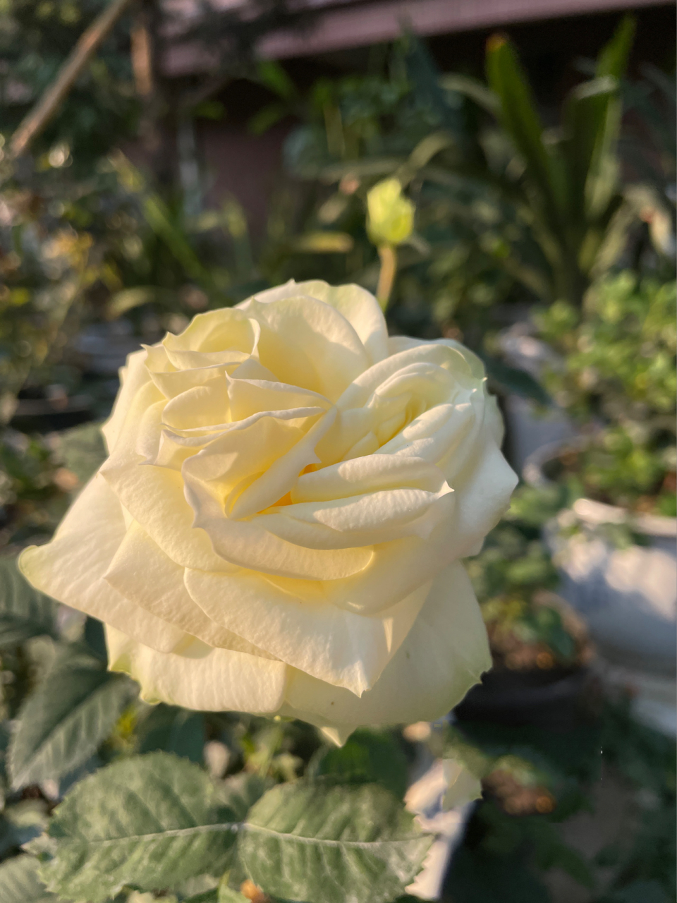 苹果绿月季 苹果绿月季,开花从青色到白色,颜色给人一种很舒服的感觉