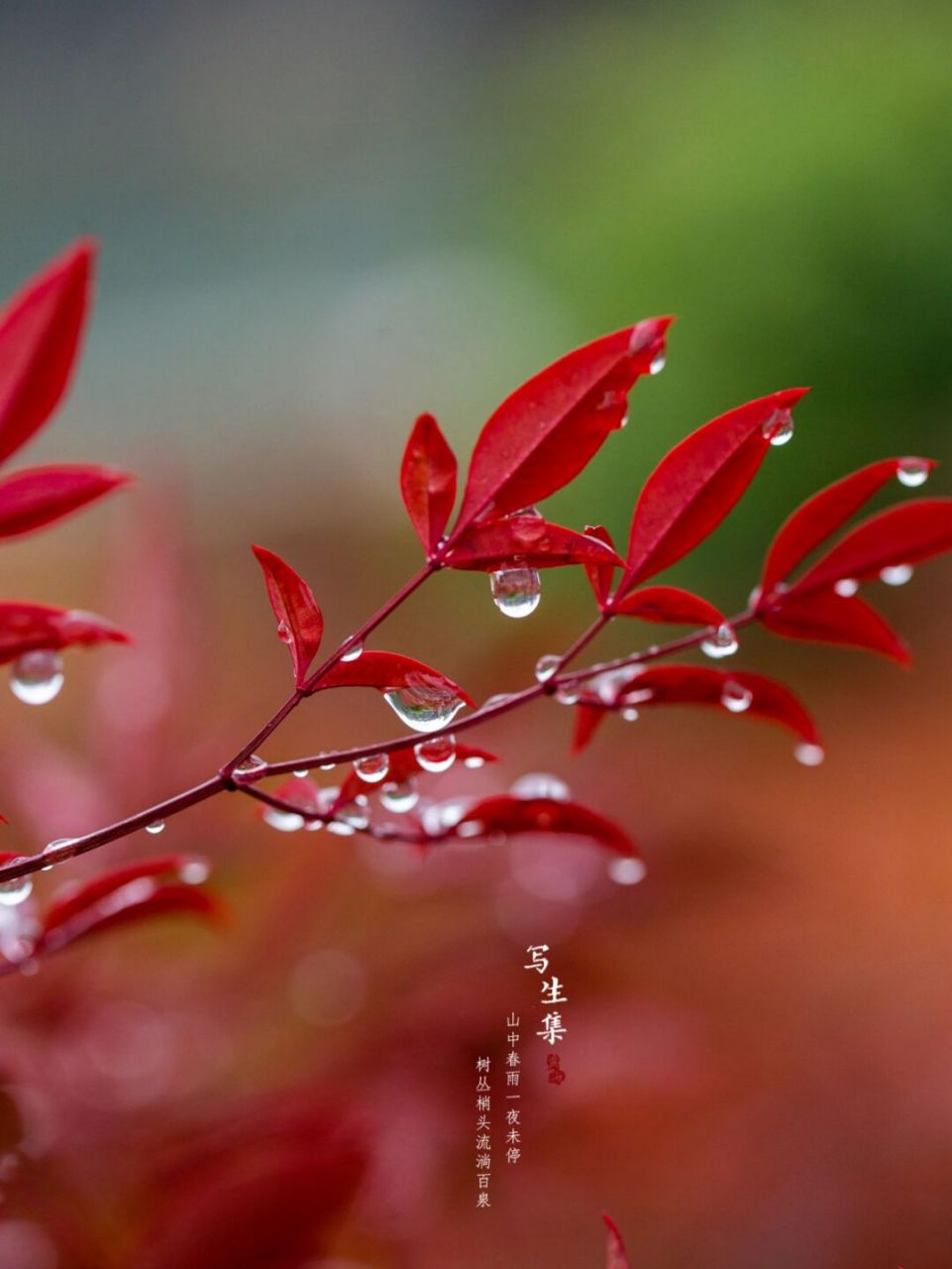 春天雨竹图片图片