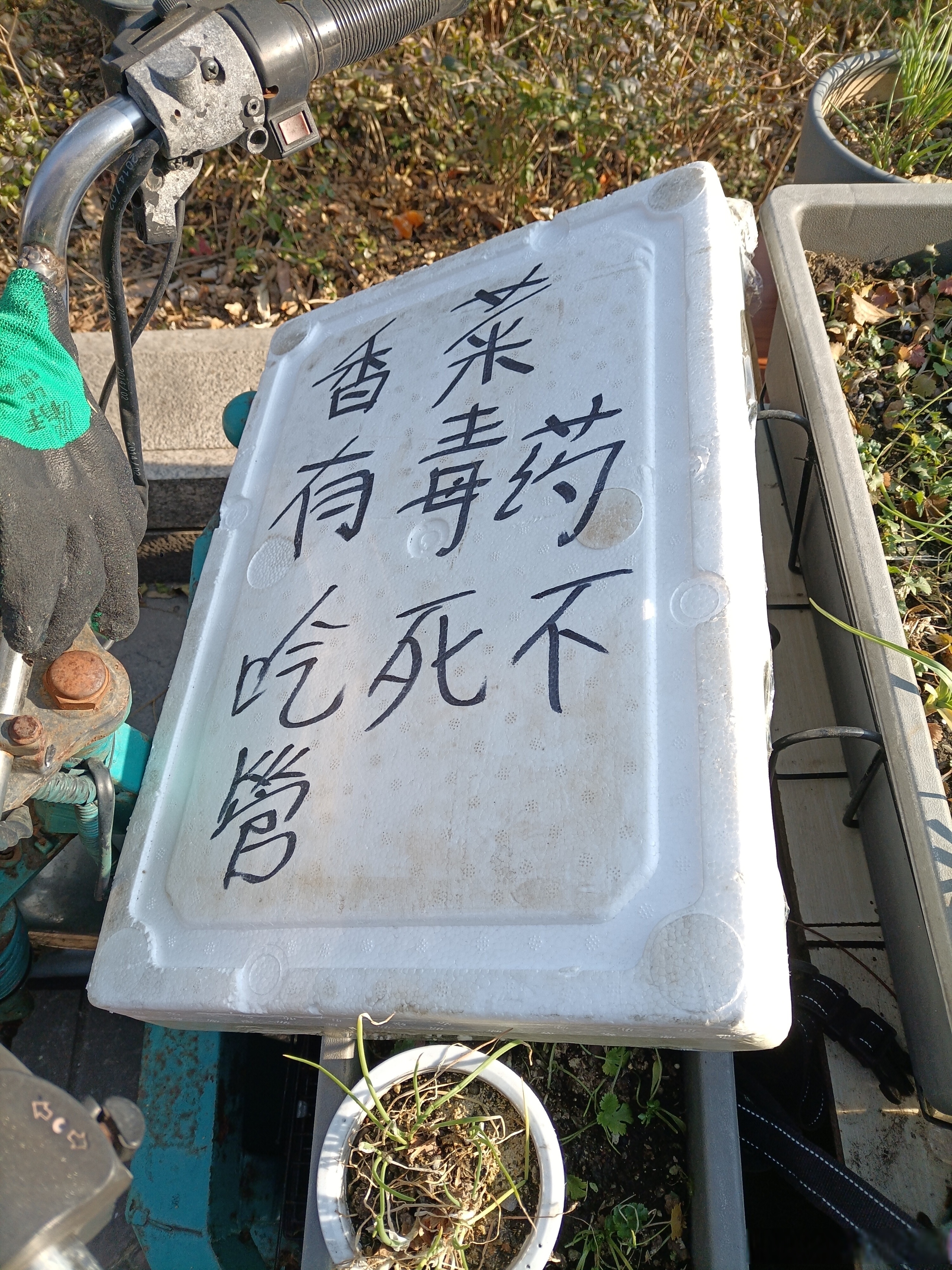 种野菜致富的陷阱(种野菜致富的陷阱图片)