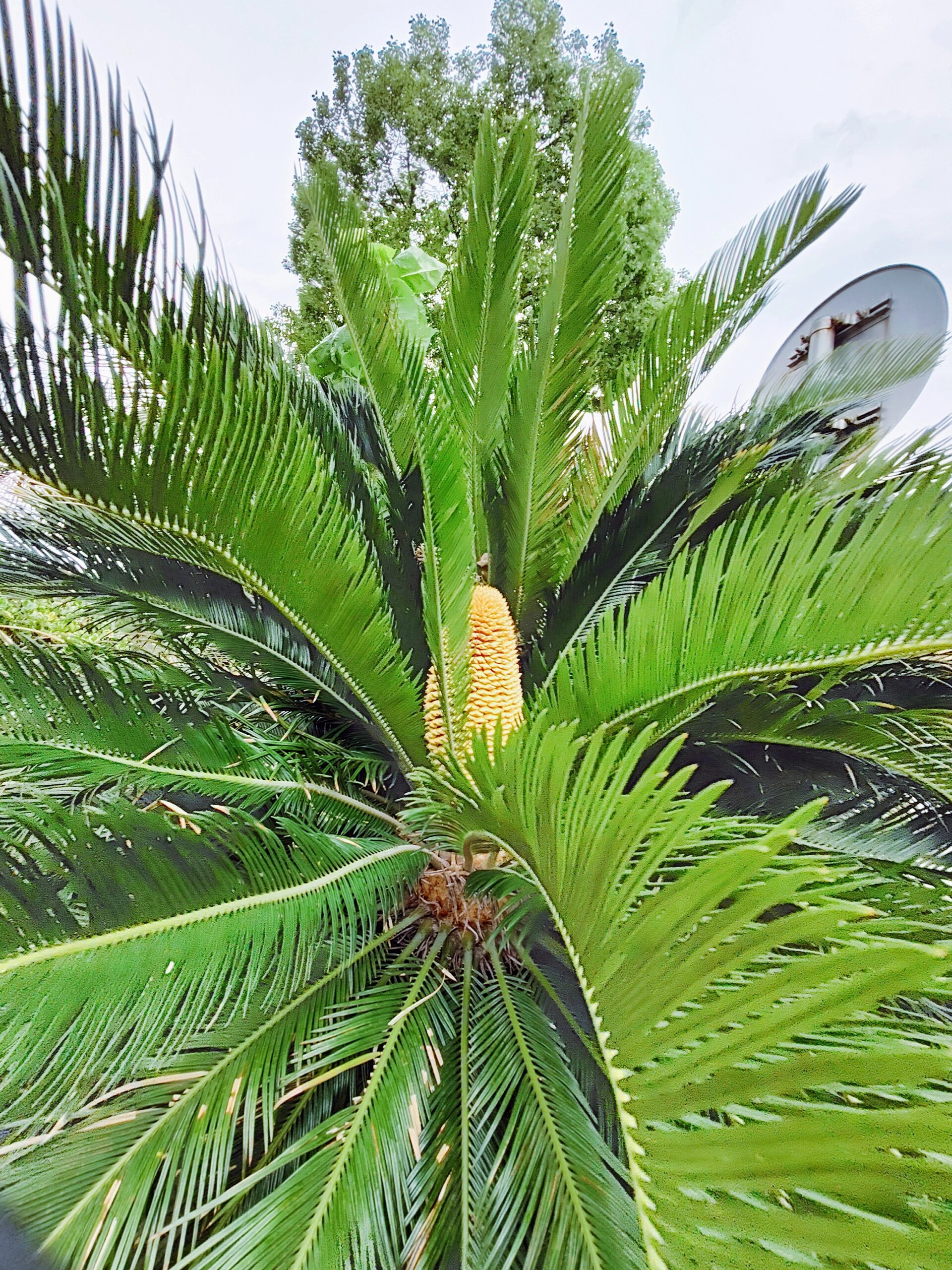 铁树"开花"98还分雄雌